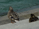 Eiffel Tower - ducks.JPG